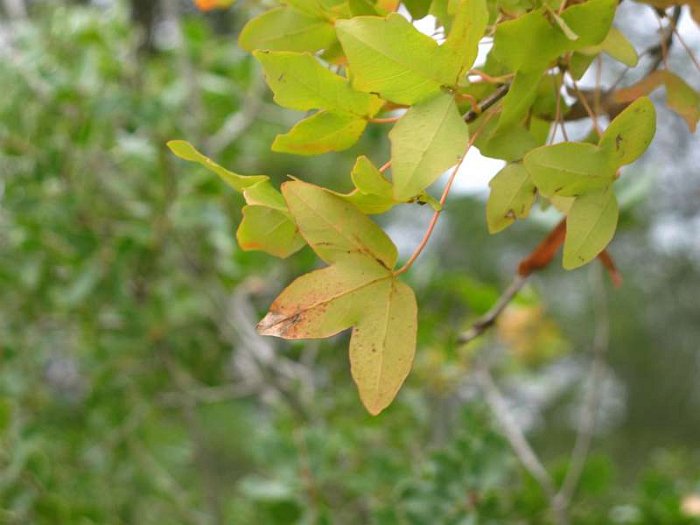 Acer monspessulanum